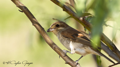 Red-backed Shrike - Lanius collurio - Kızılsırtlı örümcekkuşu