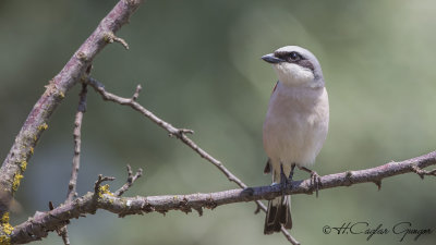 Red-backed Shrike - Lanius collurio - Kızılsırtlı örümcekkuşu