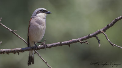 Red-backed Shrike - Lanius collurio - Kızılsırtlı örümcekkuşu