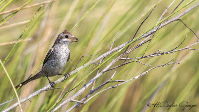 Red-backed Shrike - Lanius collurio - Kızılsırtlı örümcekkuşu