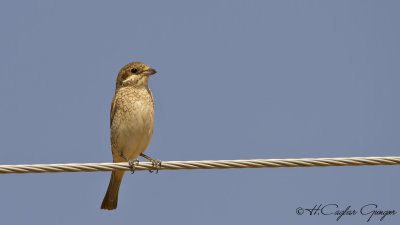 Red-backed Shrike - Lanius collurio - Kızılsırtlı örümcekkuşu