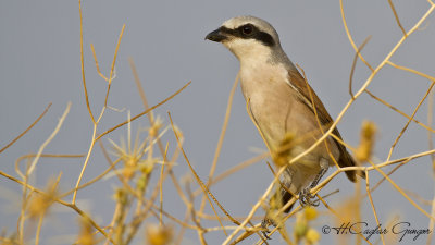 Red-backed Shrike - Lanius collurio - Kızılsırtlı örümcekkuşu