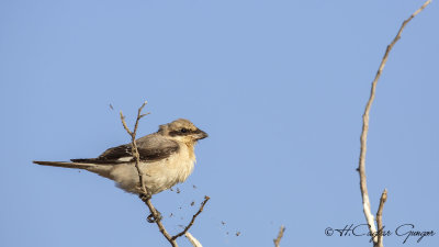 Lesser Grey Shrike - Lanius minor - Karaalınlı örümcekkuşu