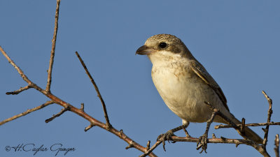 Lesser Grey Shrike - Lanius minor - Karaalınlı örümcekkuşu