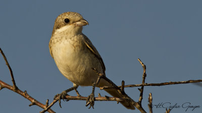 Lesser Grey Shrike - Lanius minor - Karaalınlı örümcekkuşu