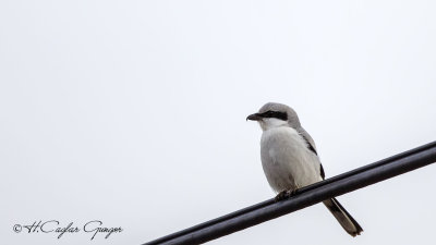 Great Grey Shrike - Lanius excubitor - Büyük örümcekkuşu