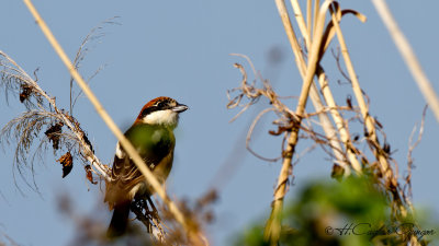 Woodchat Shrike - Lanius senator - Kızılbaşlı örümcekkuşu