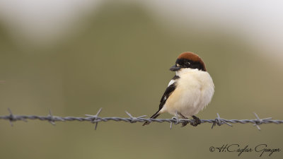 Woodchat Shrike - Lanius senator - Kızılbaşlı örümcekkuşu