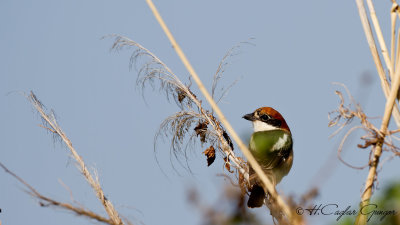 Woodchat Shrike - Lanius senator - Kızılbaşlı örümcekkuşu