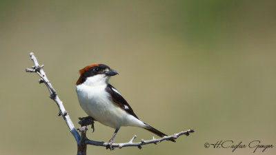 Woodchat Shrike - Lanius senator - Kızılbaşlı örümcekkuşu