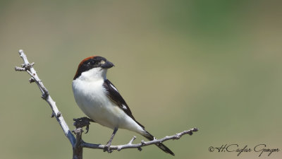 Woodchat Shrike - Lanius senator - Kızılbaşlı örümcekkuşu
