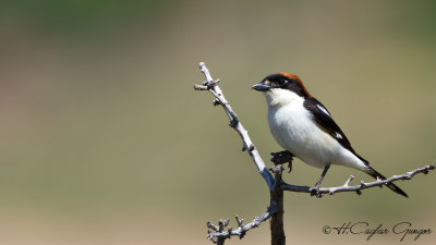 Woodchat Shrike - Lanius senator - Kızılbaşlı örümcekkuşu