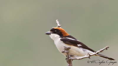 Woodchat Shrike - Lanius senator - Kızılbaşlı örümcekkuşu