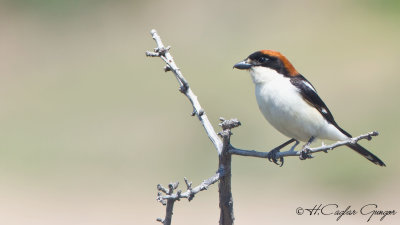 Woodchat Shrike - Lanius senator - Kızılbaşlı örümcekkuşu