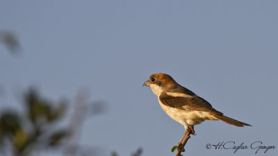 Woodchat Shrike - Lanius senator - Kızılbaşlı örümcekkuşu