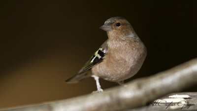 Common Chaffinch - Fringilla coelebs - İspinoz