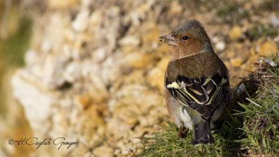 Common Chaffinch - Fringilla coelebs - İspinoz