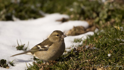 Common Chaffinch - Fringilla coelebs - İspinoz