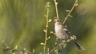 Common Chaffinch - Fringilla coelebs - İspinoz