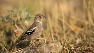 Common Chaffinch - Fringilla coelebs - İspinoz