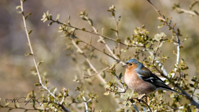 Common Chaffinch - Fringilla coelebs - İspinoz