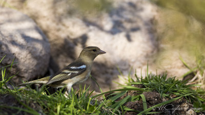 Common Chaffinch - Fringilla coelebs - İspinoz
