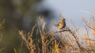 Common Chaffinch - Fringilla coelebs - İspinoz
