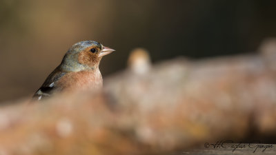 Common Chaffinch - Fringilla coelebs - İspinoz