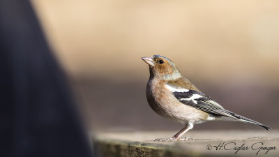 Common Chaffinch - Fringilla coelebs - İspinoz