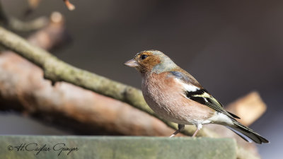 Common Chaffinch - Fringilla coelebs - İspinoz