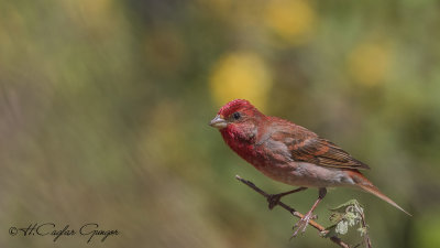 Common Rosefinch - Carpodacus erythrinus - Çütre