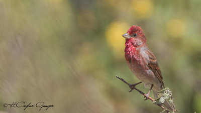 Common Rosefinch - Carpodacus erythrinus - Çütre