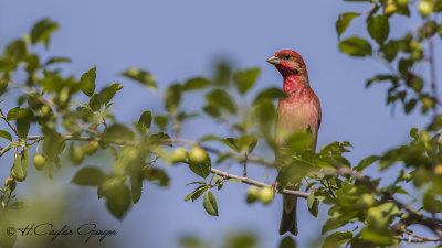 Common Rosefinch - Carpodacus erythrinus - Çütre