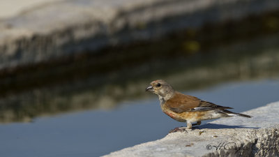 Common Linnet - Carduelis cannabina - Ketenkuşu