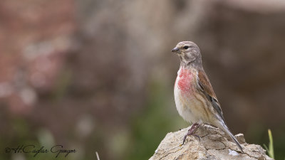 Common Linnet - Carduelis cannabina - Ketenkuşu