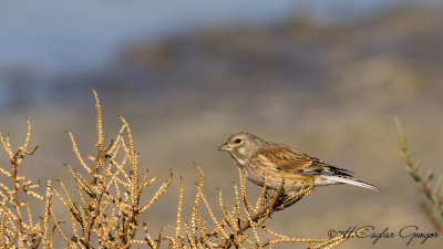 Common Linnet - Carduelis cannabina - Ketenkuşu