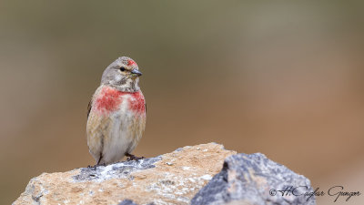 Common Linnet - Carduelis cannabina - Ketenkuşu