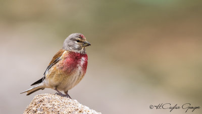 Common Linnet - Carduelis cannabina - Ketenkuşu