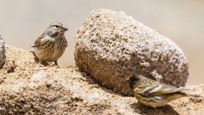 Common Linnet - Carduelis cannabina - Ketenkuşu