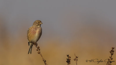 Common Linnet - Carduelis cannabina - Ketenkuşu