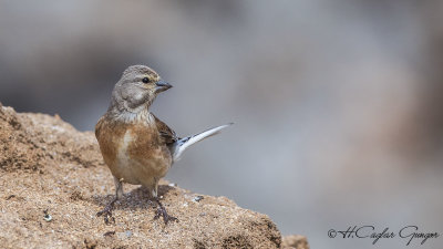 Common Linnet - Carduelis cannabina - Ketenkuşu
