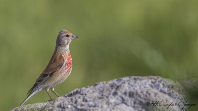 Common Linnet - Carduelis cannabina - Ketenkuşu