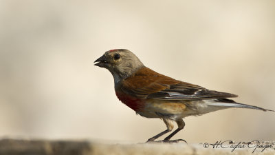 Common Linnet - Carduelis cannabina - Ketenkuşu