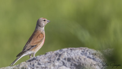 Common Linnet - Carduelis cannabina - Ketenkuşu