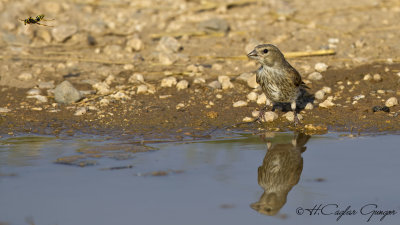 Common Linnet - Carduelis cannabina - Ketenkuşu