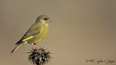 European Greenfinch - Carduelis chloris - Florya