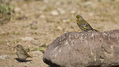 European Greenfinch - Carduelis chloris - Florya