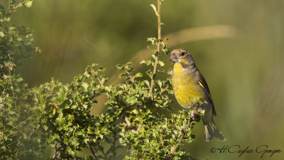 European Greenfinch - Carduelis chloris - Florya