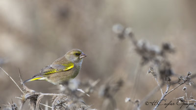 European Greenfinch - Carduelis chloris - Florya