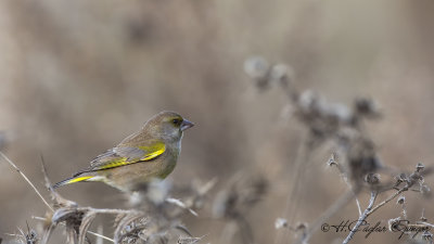 European Greenfinch - Carduelis chloris - Florya